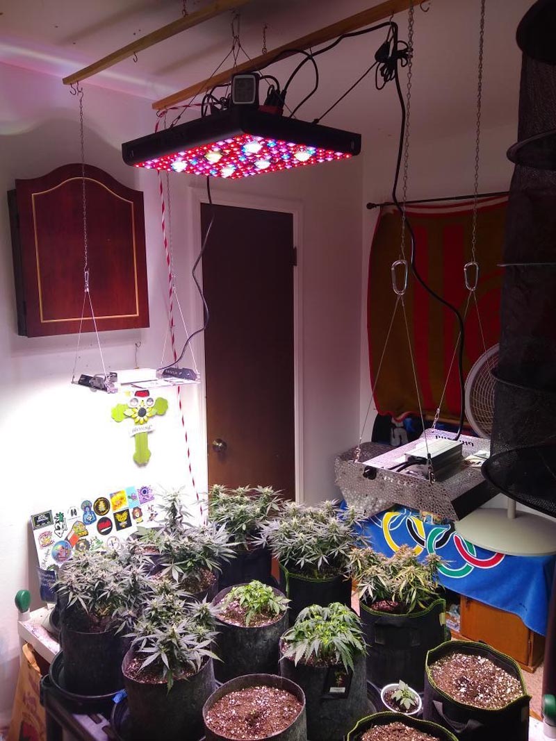 Licht wachsen lassen Grow Light