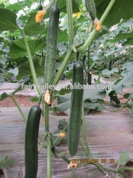 Hybrid cucumber seeds for growing- Lucky