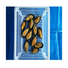 Frozen Mussels In Shell Detail Frozen Half Shell Mussels Detail Frozen Green Mussel Detail