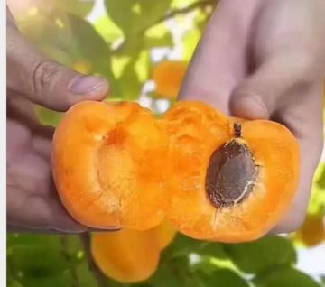 Fresh apricot hand pies
