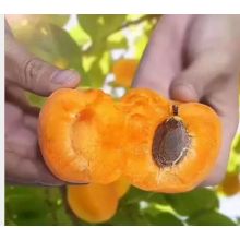 Fresh apricot hand pies