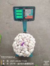 10KG CARTON GARLIC 20KG CARTON