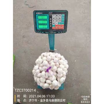 10KG CARTON GARLIC 20KG CARTON