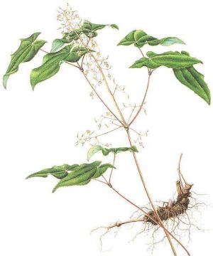 Epimedium brevicornu Maxim .