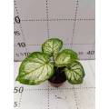 top selling caladium bingbaixue