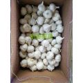 Export fresh garlic low price
