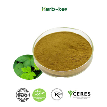 Gynostemma Extract,Gynostemma Pentaphyllum Leaf Extract