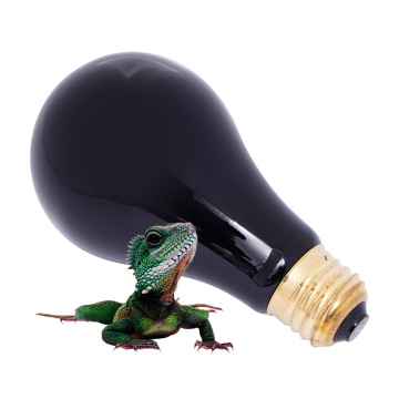 Wholesale Reptile Lighting: Heat Bulbs, UVa Lamps for Bearded Dragons & Tortoises