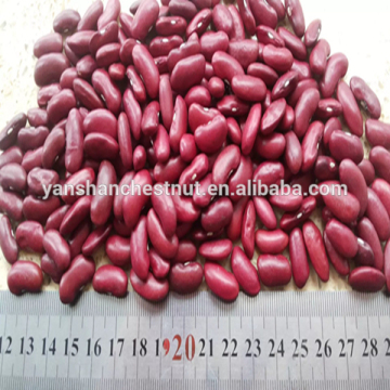 Red Kidney Beans small red kidney beans