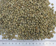 arabica type raw green coffee beans