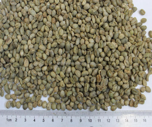 grãos de café verde cru tipo arábica