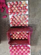 New Harvested Fuji Apple