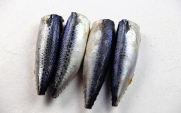 Sea Frozen Mackerel HGT