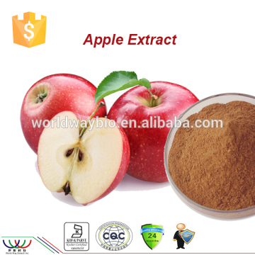 High quality main product 50% apple polyphenol UV apple extract