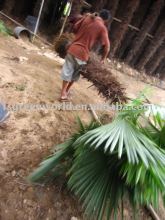 windmill palms loading