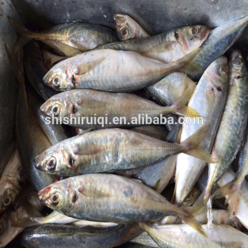 Scad mackerel scad fish frozen WR scad wholesale selling