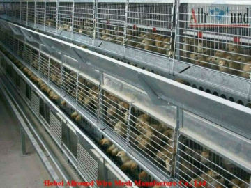 Chick cage for pullets  