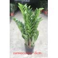 bulk Zamioculcas zamiifolia 180# factory