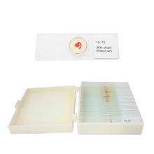 Professional Embryology Chicken Embryo Prepared Microscope Slides