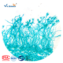 Permanent Microscope Slides Biology 25PCS