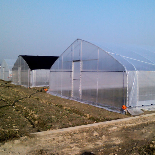 Fixed poly tunnel seed greenhouse for vegetable