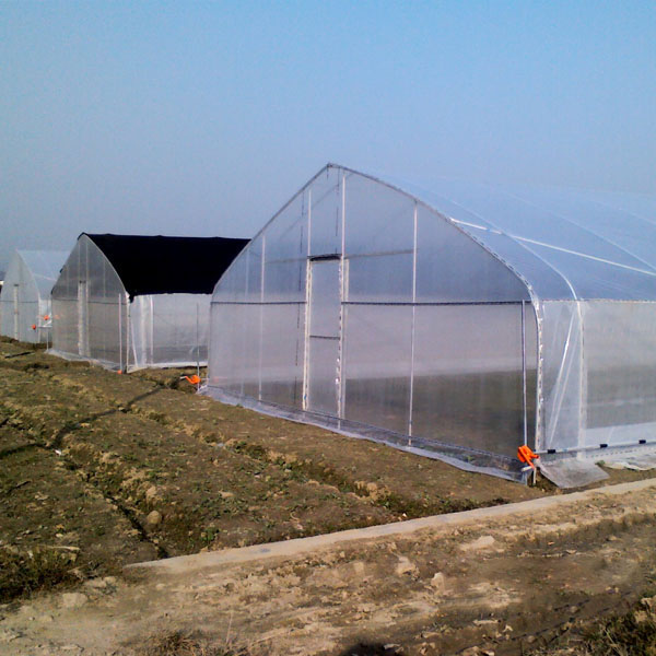 High strength Agricultural poly tunnel tomato green house