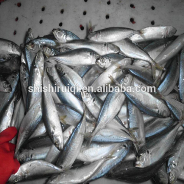 Yellow tail scad fish round scad decapterus maruadsi