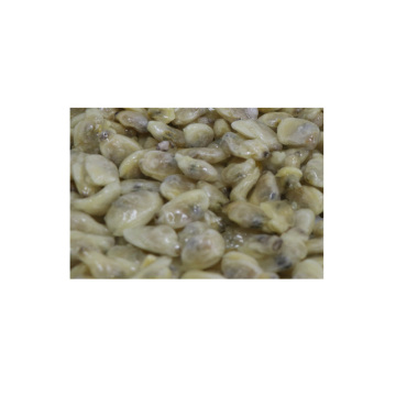 Good quality frozen boiled short necked clam