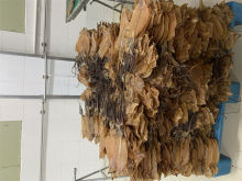 seafood frozen bulk dried squid