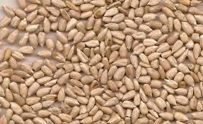 confectionary grade organic sunflower seeds kernels