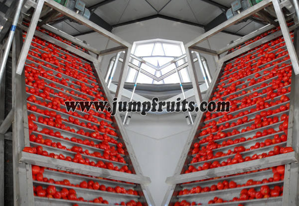 tomato jam processing plant