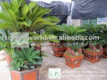 cycas revoluta sago palm bonsai