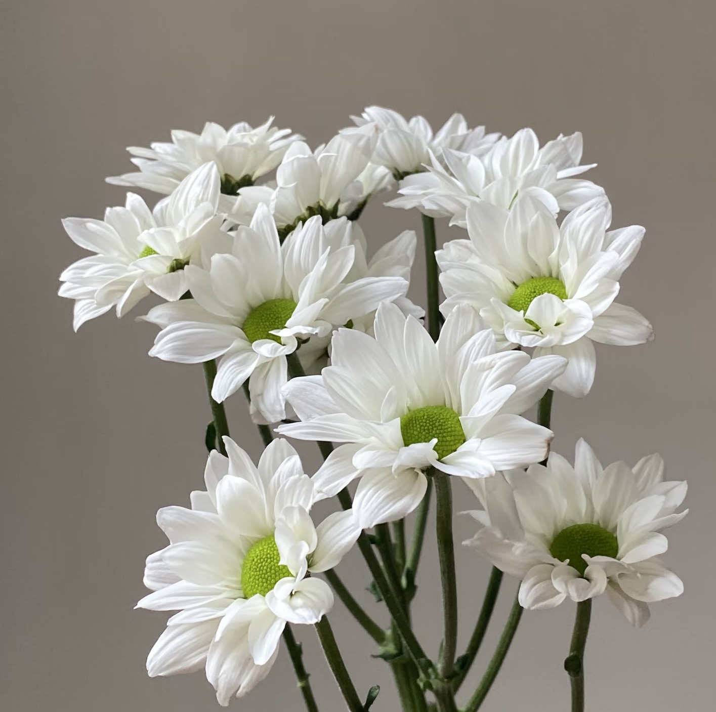 সোফিটেল স্প্রে সাদা ক্রাইস্যান্থেমাম Sofitel spray white chrysanthemum