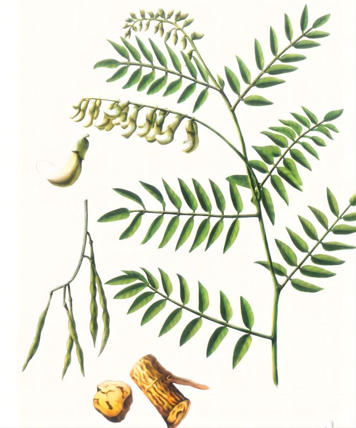 Herbe china Sophora Japonic Matrinea Chinese Herb Sophora japonic Matrinea
