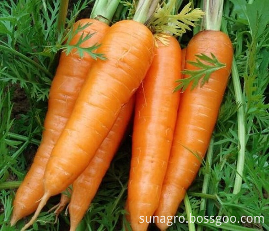 The Best Carrot Is Atender Carrot