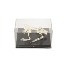 50201.06 Toad Skeleton: Information, Anatomy, and Significance in Biology