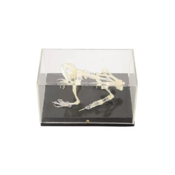 50201.06 Toad Skeleton: Information, Anatomy, and Significance in Biology