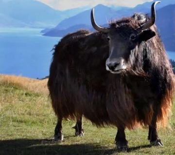 Yak bone collagen peptide