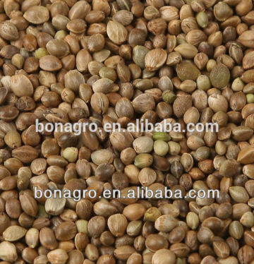 chinese 2013 crop Hemp seeds