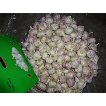 Normal Fresh White Garlic 2019