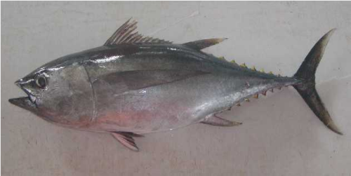 Whole Round Big Eye Tuna