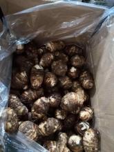 Supreme Quality Fresh Grade A Taro