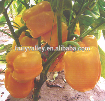 Jinghuang no.1 f1 hybrid yellow bell pepper seeds, color bell pepper seeds