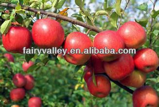 Apple Tree Seeds For Sale/Apple Trees From Seeds/Apple Trees From Seeds