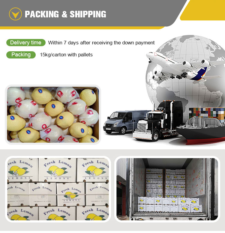 Top quality Fresh Lemon suppliers Fresh Lemon For Import