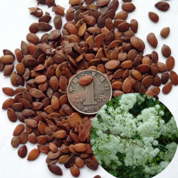 White popinac seed for sale