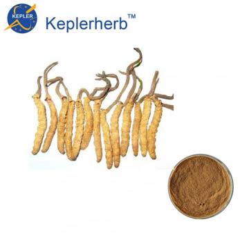 1% cordyceps mycélium poudre