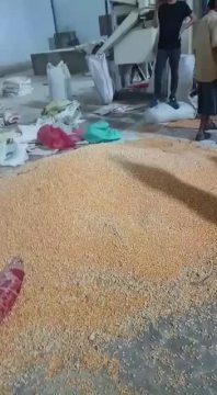 Movable Grain Loading Conveyor
