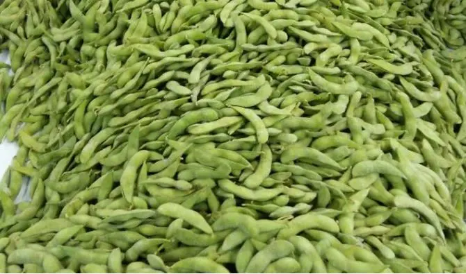 Edamame Taiwan 75 Frozen Edamame with Pod