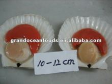 frozen scallops(half shell),IQF